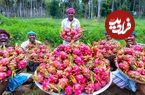 ببینید؛ غذای روستایی در هند؛ تهیه مربا با دراگون فروت در طبیعت روستا