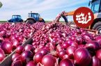 ببینید؛ چگونه کشاورزان آمریکایی سالانه میلیون ها تن پیاز برداشت می کنند؟