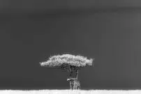 عکس‌های متفاوت و خلاقانه‌ای که برندۀ جایزه عکاسی سیه‌نا شدند