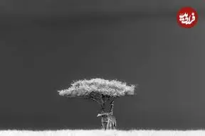 عکس‌های متفاوت و خلاقانه‌ای که برندۀ جایزه عکاسی سیه‌نا شدند