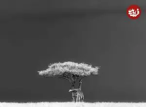 عکس‌های متفاوت و خلاقانه‌ای که برندۀ جایزه عکاسی سیه‌نا شدند