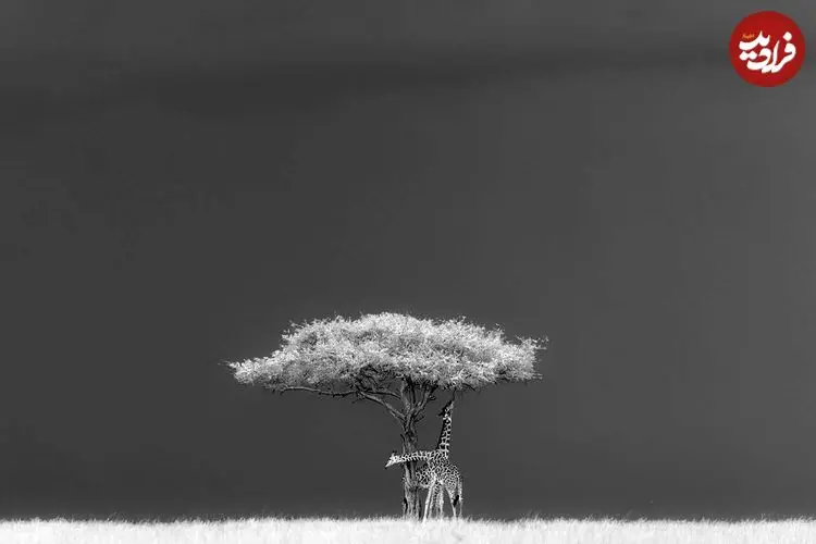 عکس‌های متفاوت و خلاقانه‌ای که برندۀ جایزه عکاسی سیه‌نا شدند