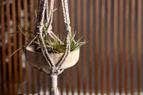 (تصاویر) گیاهی که بدون خاک زنده است؛ بهترین گیاهان هوازی برای آپارتمان و نحوه نگهداری از آن ها
