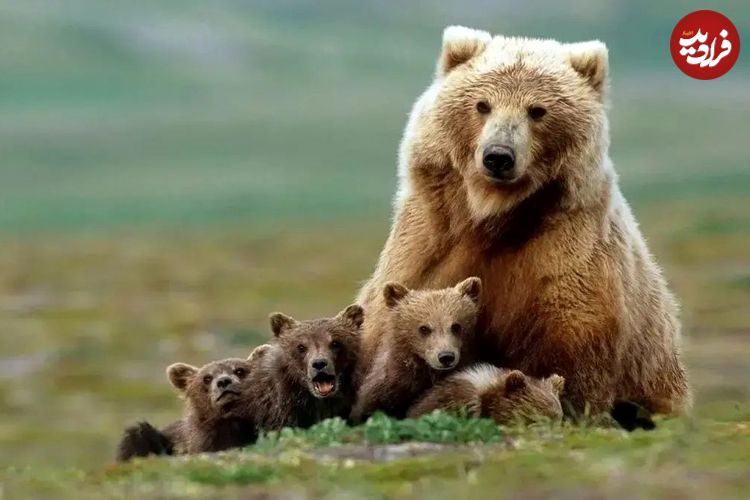 ببینید؛ ثبت تصاویری استثنایی از شیر دادن خرس قهوه‌ای مادر به ۳ توله‌اش در ارتفاعات البرز