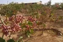 ( ویدیو) راهکارهای پیشگیری از سرقت باغات پسته دامغان