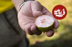 عکس| این گلابی خاص فقط در یک شهر کوچک ایتالیا رشد می‌کند!