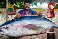 ببینید| سبک خاص ماهی فروش هندی در برش زدن ماهی تن باله زرد 55 کیلوگرمی