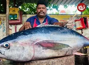 ببینید| سبک خاص ماهی فروش هندی در برش زدن ماهی تن باله زرد 55 کیلوگرمی