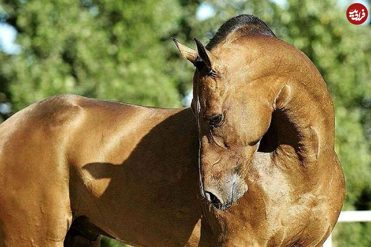 (تصاویر) اسب یومود؛ قدرتمندترین اسب دنیا که ۸۰۰ کیلومتر را در ۷ روز طی می‌کند!