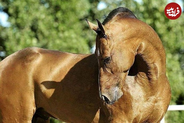 (تصاویر) اسب یومود؛ قدرتمندترین اسب دنیا که ۸۰۰ کیلومتر را در ۷ روز طی می‌کند!