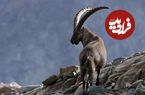 ببینید؛ تصویری دیدنی از بز کوهی و ماه در نزدیکی خورموج