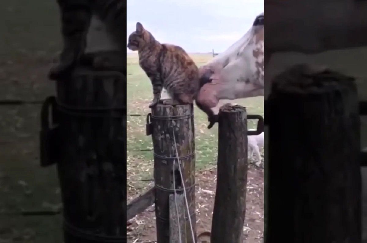 (ویدئو) اسب دیوانه، گربه بی نوا را وحشیانه گاز گرفت!