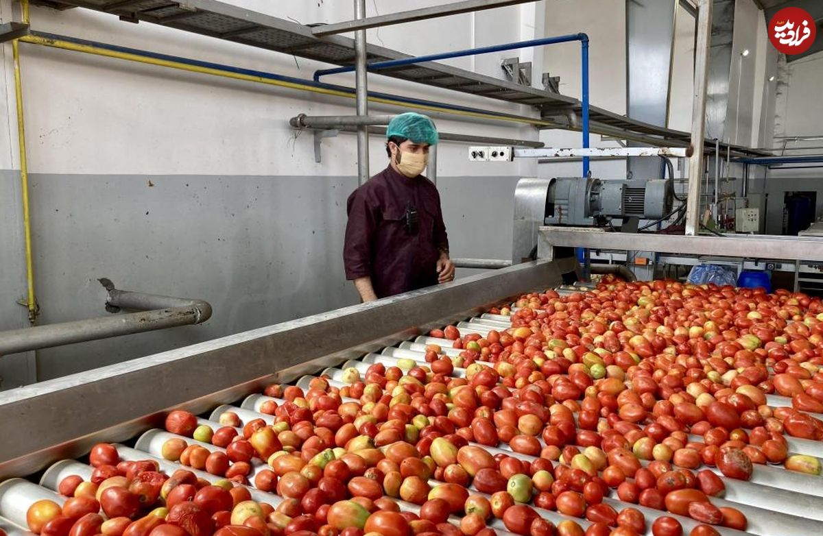(ویدئو) نگاهی به کارخانه رب گوجه فرنگی در افغانستان 