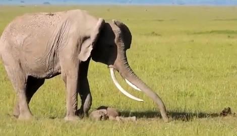 (ویدئو) شیرها یک بچه فیل را ربودند