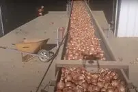 (ویدئو) مراحل کشت و برداشت یک میلیون تن پیاز در آمریکا؛ فرآوری پیاز در کارخانه