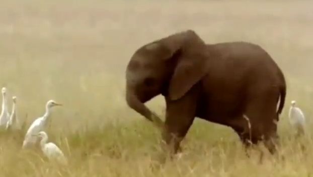( ویدیو) فیلمی جالب از عدم تسلط یک بچه فیل در کنترل خرطومش!