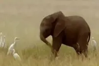 ( ویدیو) فیلمی جالب از عدم تسلط یک بچه فیل در کنترل خرطومش!