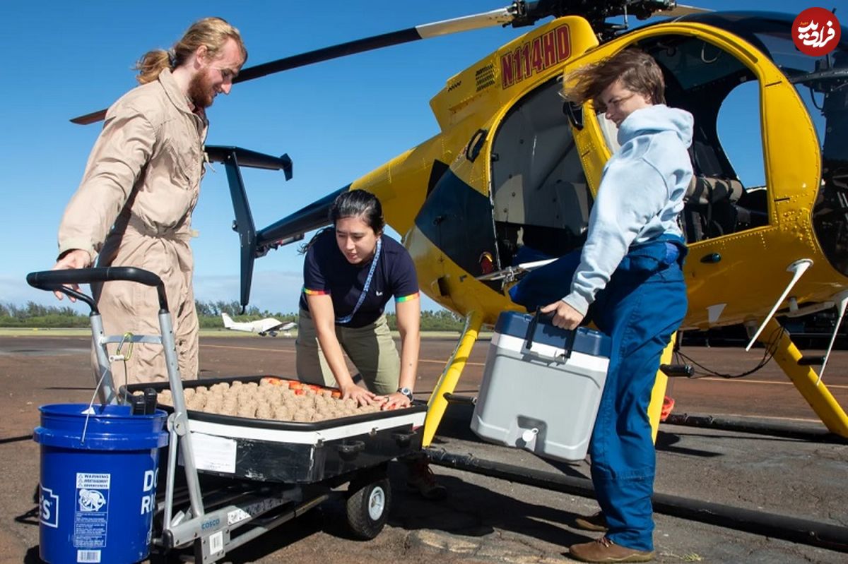 چرا 10 میلیون «پشه» با هلیکوپتر به هاوایی برده شده‌اند؟