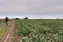 گنج «حلقه‌های طلایی» در «مزرعۀ کلم» کشف شد
