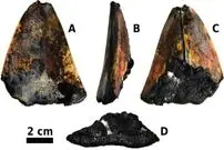 (عکس) کشف دندان هیولای ماقبل تاریخ