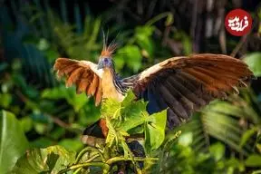 «بدبوترین پرنده جهان» که ویژگی‌هایی شبیه پرندگان دوران دایناسورها دارد