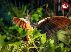 «بدبوترین پرنده جهان» که ویژگی‌هایی شبیه پرندگان دوران دایناسورها دارد