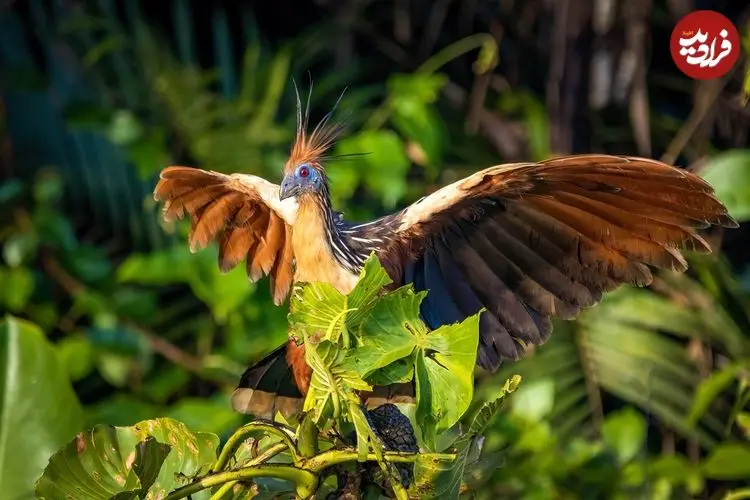 «بدبوترین پرنده جهان» که ویژگی‌هایی شبیه پرندگان دوران دایناسورها دارد