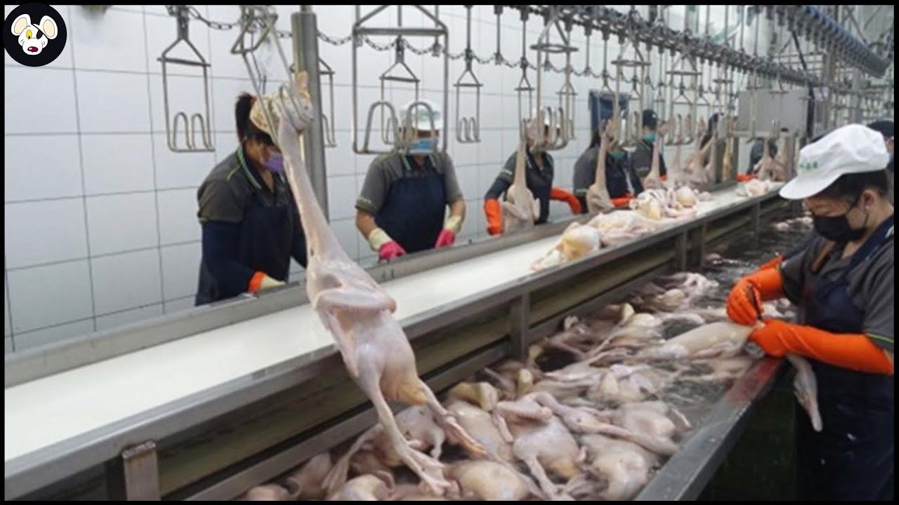 (ویدئو) ببینید چگونه کشاورزان میلیون ها اردک را برای گوشت و تخم پرورش می دهند