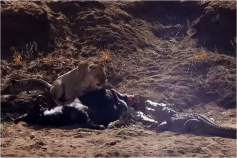 (ویدیو) نبرد تماشایی تمساح و شیر برای تصاحب لاشه بوفالو
