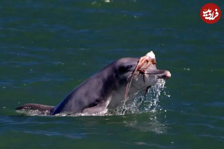 مد دریایی عجیب؛ دلفین‌ها برای دلربایی از ماده‌ها روی سرشان کلاه‌گیس می‌گذارند