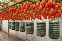 ببینید| روشی ساده برای پرورش گوجه فرنگی در بطری پلاستیکی و در خانه