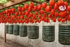 ببینید| روشی ساده برای پرورش گوجه فرنگی در بطری پلاستیکی و در خانه