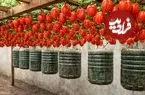 ببینید| روشی ساده برای پرورش گوجه فرنگی در بطری پلاستیکی و در خانه
