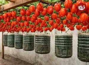 ببینید| روشی ساده برای پرورش گوجه فرنگی در بطری پلاستیکی و در خانه