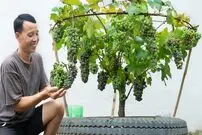 (ویدئو) چگونه انگور را در تایر خودرو و در پشت بام پرورش دهیم و برداشت کنیم؟