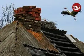 5 تغییر جالب حیات وحش در منطقۀ ممنوعۀ «چرنوبیل»