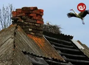 5 تغییر جالب حیات وحش در منطقۀ ممنوعۀ «چرنوبیل»