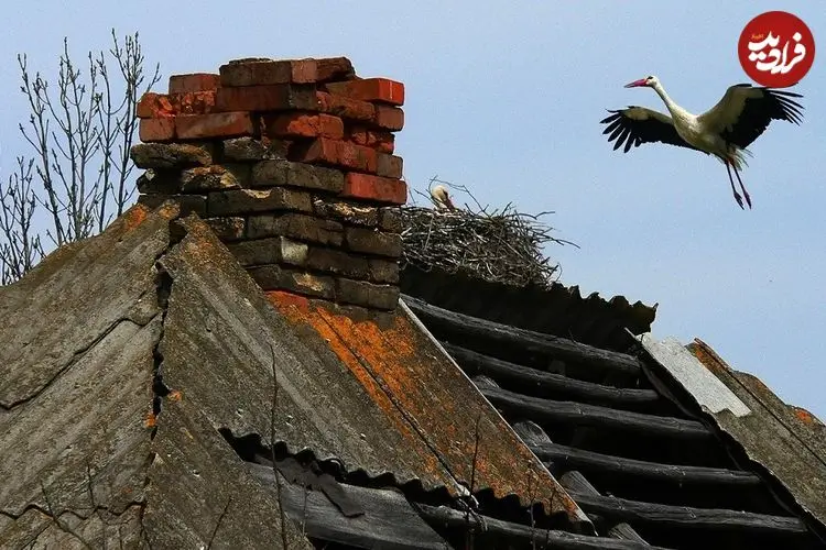 5 تغییر جالب حیات وحش در منطقۀ ممنوعۀ «چرنوبیل»