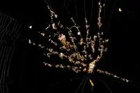 شگفتی‌های بی‌پایان «تار عنکبوت»