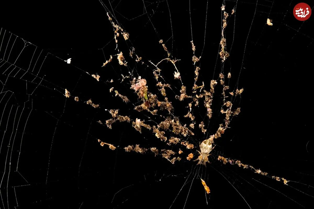 شگفتی‌های بی‌پایان «تار عنکبوت»