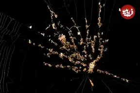 شگفتی‌های بی‌پایان «تار عنکبوت»