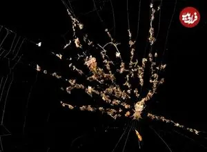 شگفتی‌های بی‌پایان «تار عنکبوت»