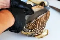 ببینید| غذای خیابانی در ویتنام؛ پخت غذا با حلزون دریایی غول پیکر در هانوی