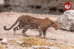 ببینید؛ حضور همزمان چهار پلنگ ایرانی در سوادکوه مازندران