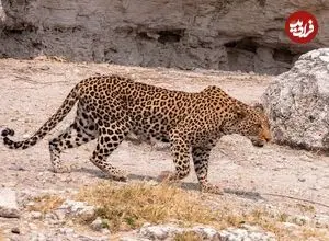 ببینید؛ حضور همزمان چهار پلنگ ایرانی در سوادکوه مازندران