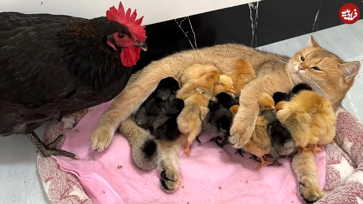 (ویدئو) وقتی مرغ تنبل وظیفه مادری را به گربه مهربان واگذار می کند؛ نگهداری گربه از 20 جوجه!