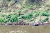 ببینید| گورخر بدشانس از دست تمساح فرار کرد و طعمه شیر شد!