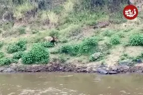 ببینید| گورخر بدشانس از دست تمساح فرار کرد و طعمه شیر شد!