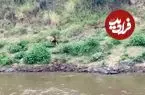 ببینید| گورخر بدشانس از دست تمساح فرار کرد و طعمه شیر شد!