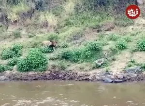 ببینید| گورخر بدشانس از دست تمساح فرار کرد و طعمه شیر شد!